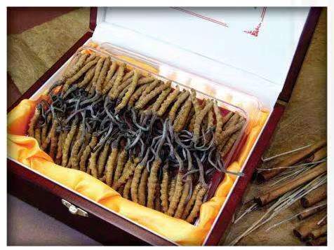 田东冬虫夏草回收